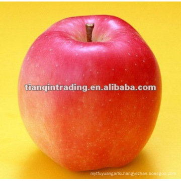 shandong fresh red star apple